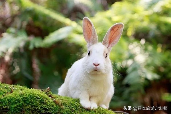 广岛一日游全攻略,广岛好玩吗