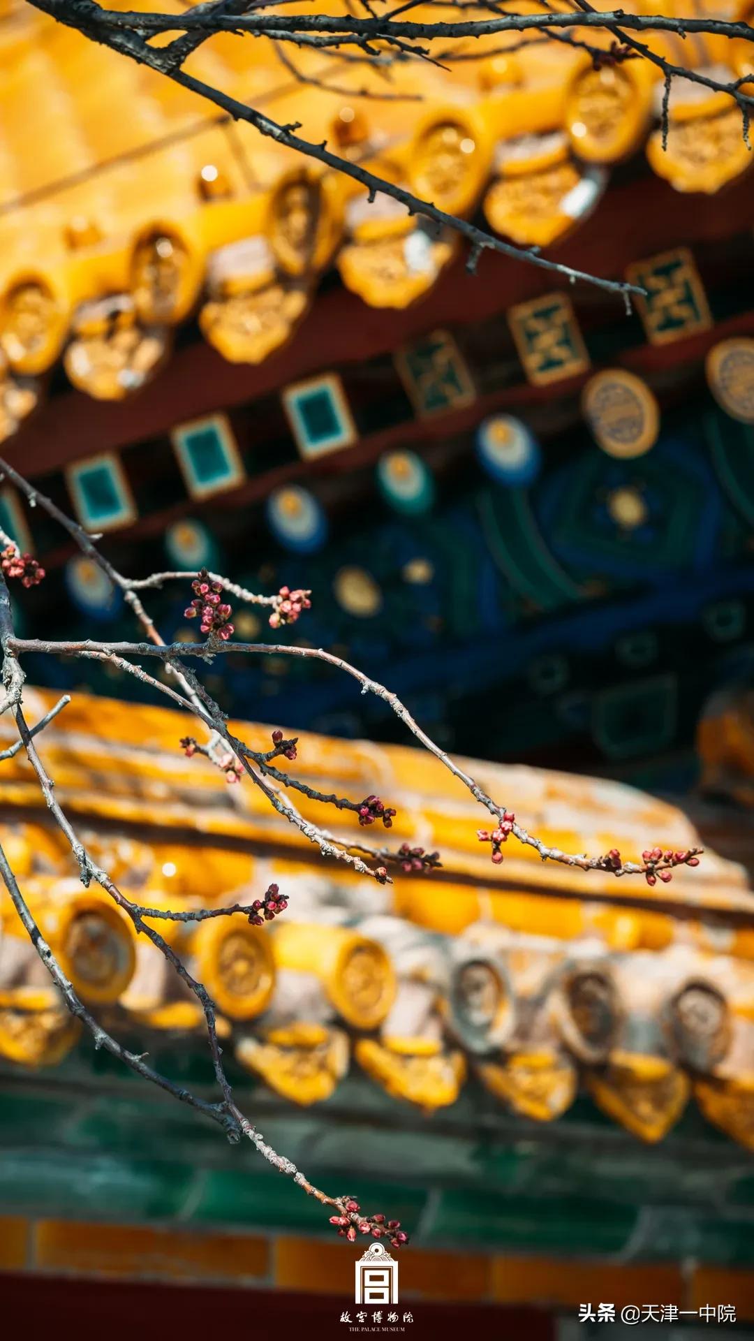 故宫重新开放！这一季错过的春色统统还给你