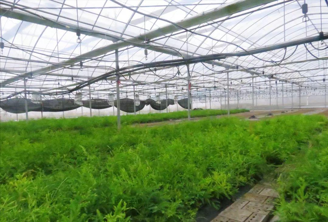 陶长柏：沙土地种出摇钱树，年收益七千万元，带领农户收获财富