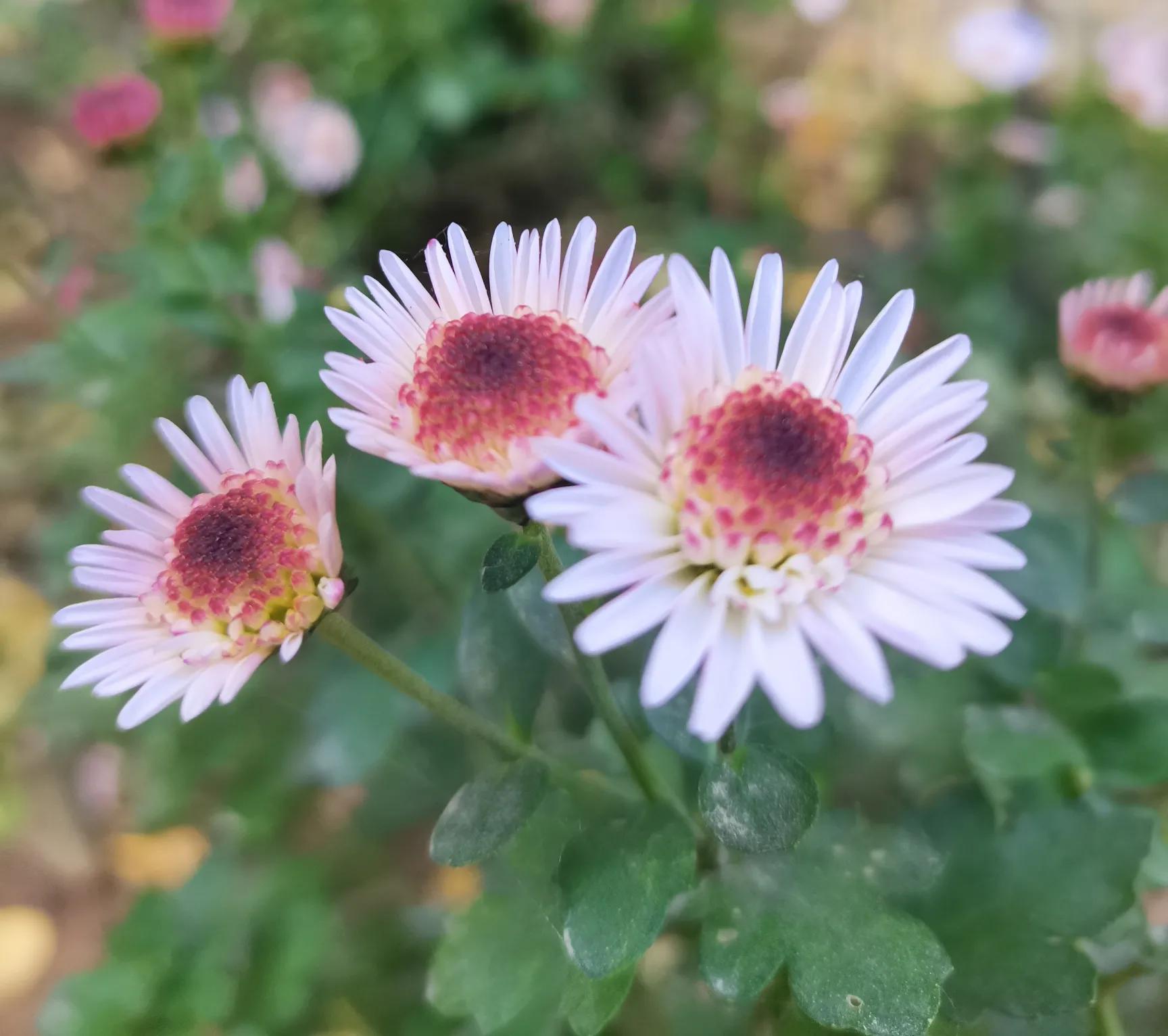 中国诗歌报诗词151期,中国诗歌报诗词创作室第47期