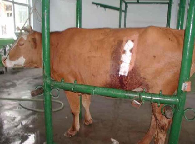 牛积食不拉屎咋办,牛胃里有积食不倒嚼不排便怎么治