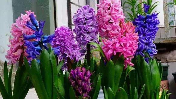 开过的风信子怎么处理,开过花的风信子怎么留种子