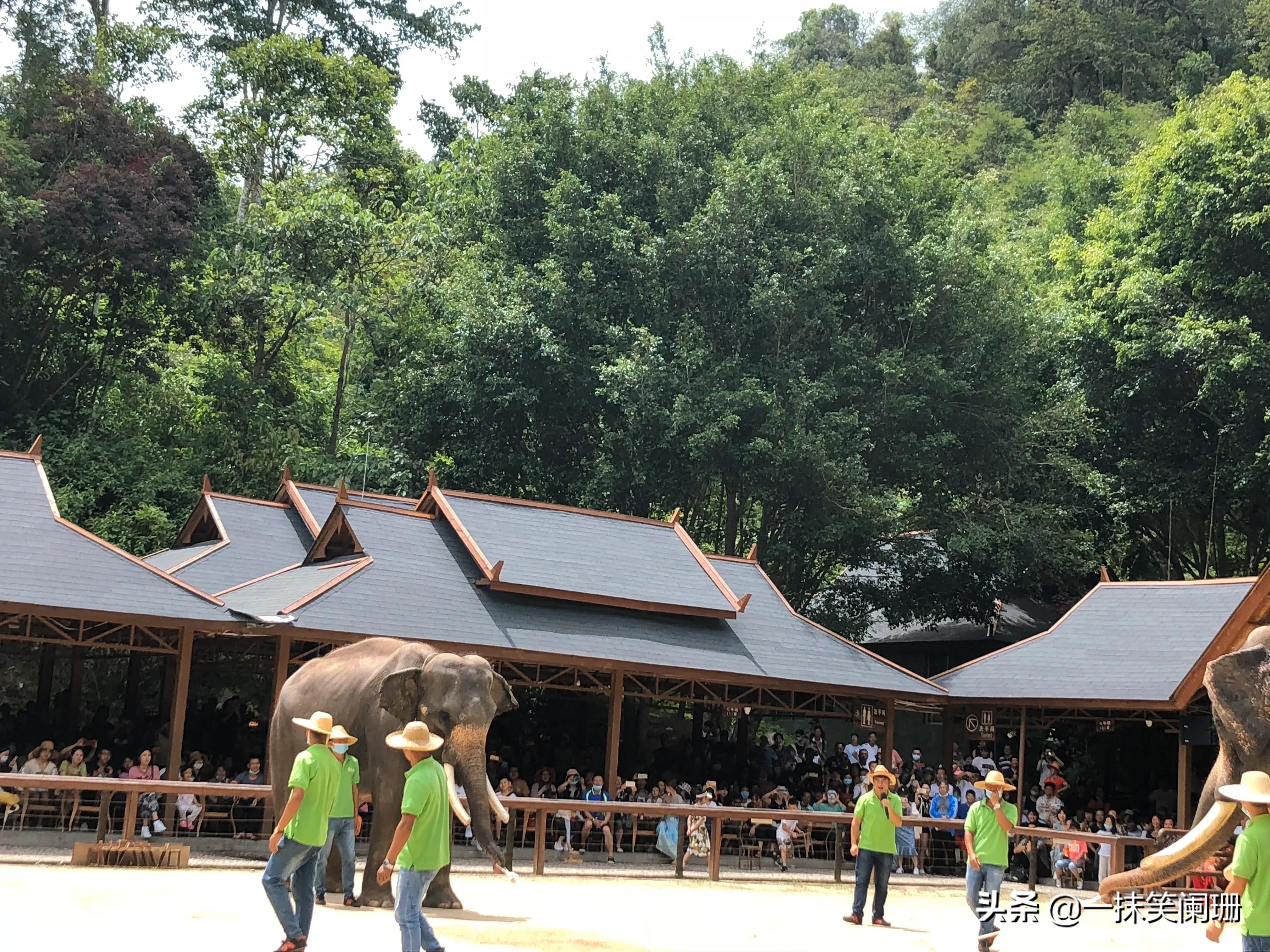 云南西双版纳野象谷大象学校表演,西双版纳野象谷大象表演时间表