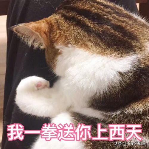 猫咪乱尿太烦人听听医生怎么说,猫咪绝育后还是乱尿怎么回事