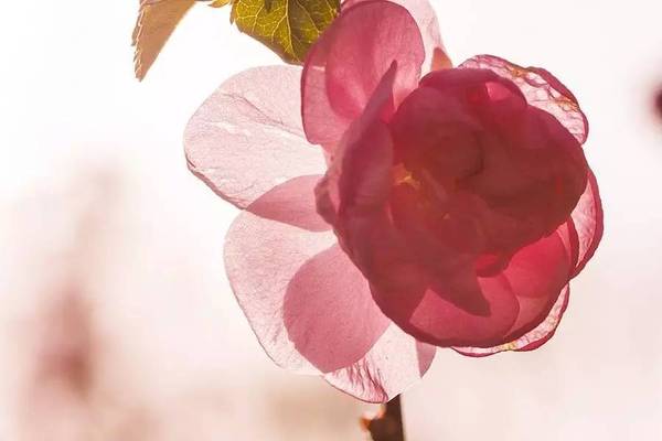清明时节吃什么美食,清明时节江南地区要吃哪种美食
