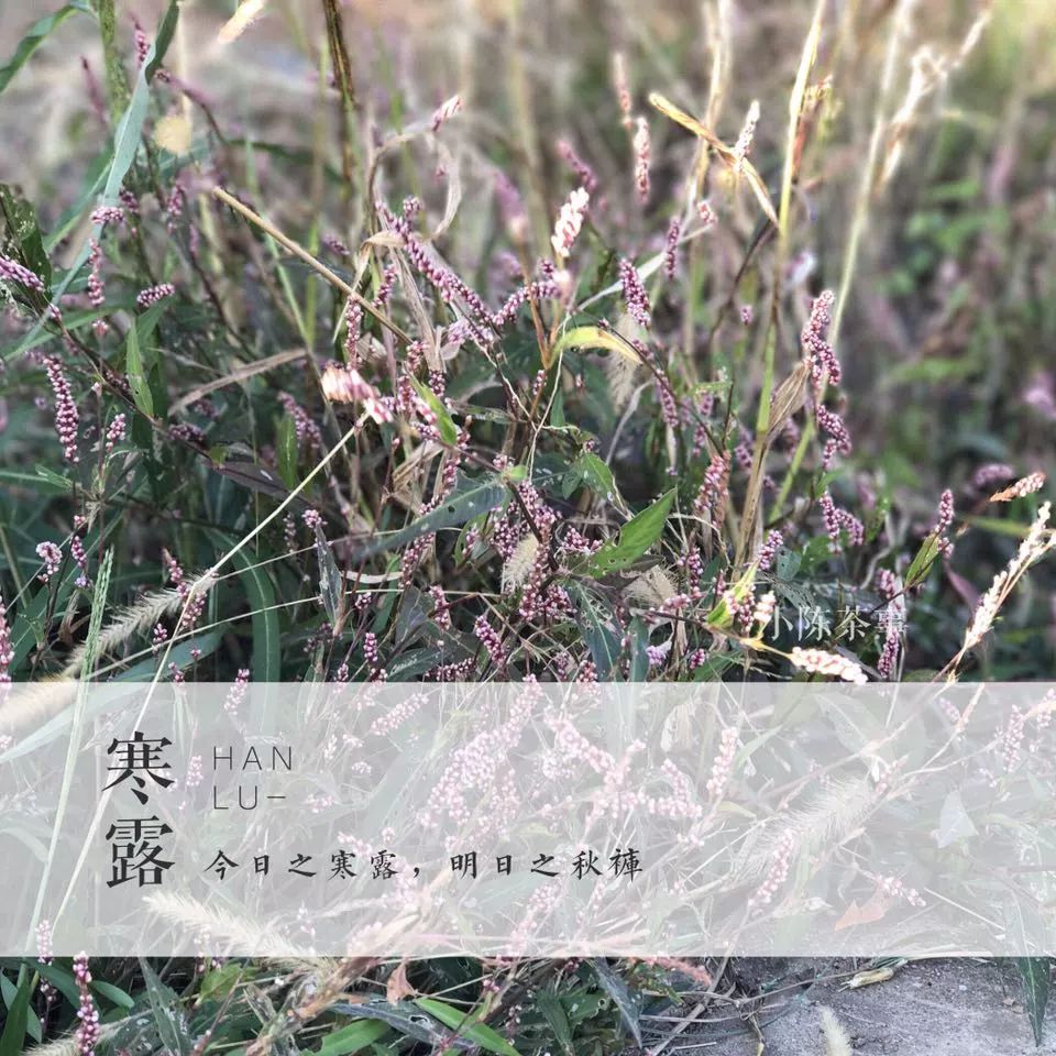 买茶叶怎么确保是新茶 (网上买的新茶能放多久)