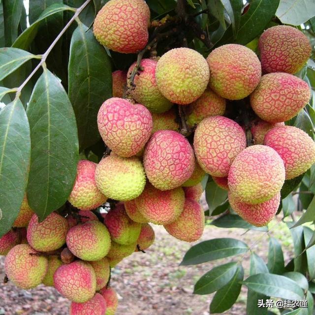 中国荔枝之乡是广西灵山还是广东,广西钦州灵山县是中国荔枝之乡吗