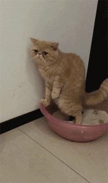 猫咪软便是什么原因怎么解决,猫咪软便的原因有哪些