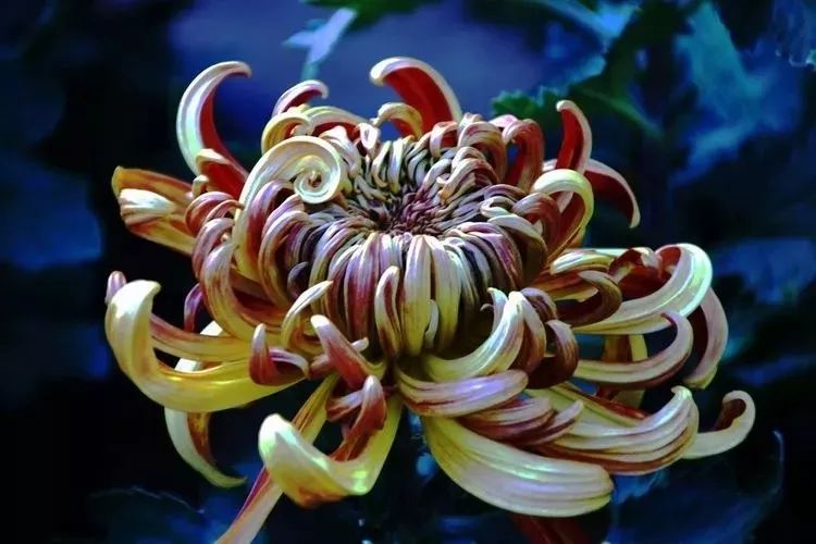 花中四君子菊花,花中四君子菊花的简介