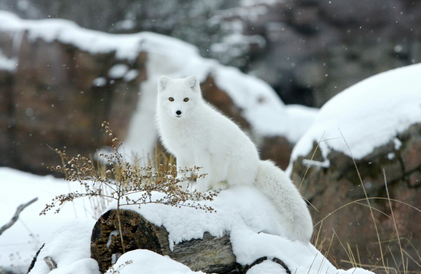 纹狐狸纹身有什么讲究,女人纹身纹狐狸代表什么