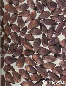 动物中药功效大全,中药药材大全及功效