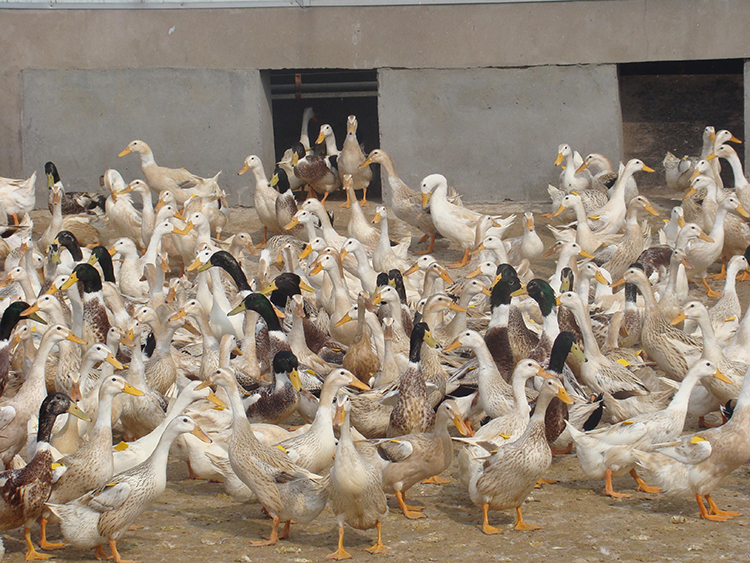 蛋鸭淘汰前催肥,老鸭换羽还可以产多久蛋