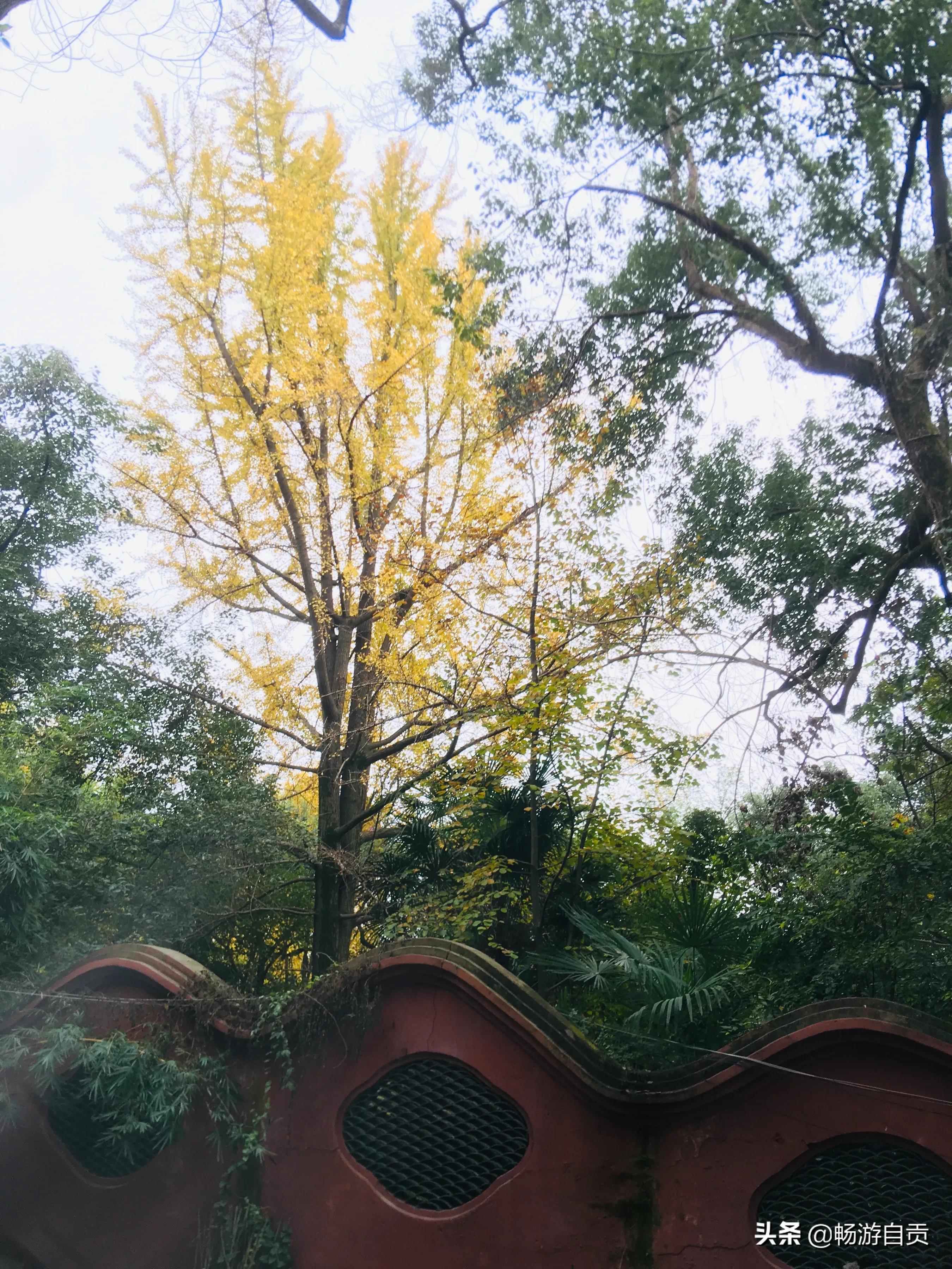 恰逢仲冬季节，追寻自贡唯美黄金叶