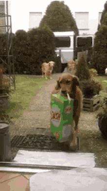 金毛犬聪明吗,德国牧羊犬聪明还是金毛犬聪明