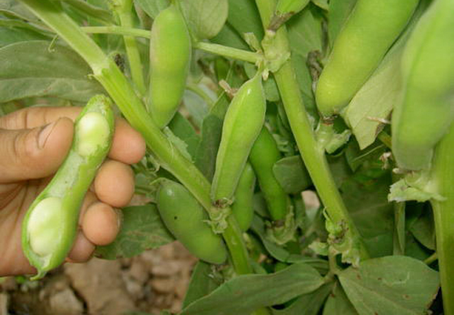 蚕豆春季种植方法全过程,春季蚕豆种植时间和温度
