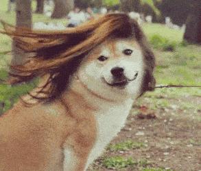 鞠婧祎代言假发混剪视频,鞠婧祎青春环游记假发