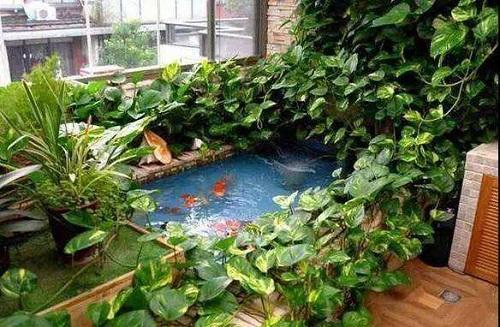 水培绿萝水里放什么不烂根,绿萝水培可以为什么土太湿会烂叶