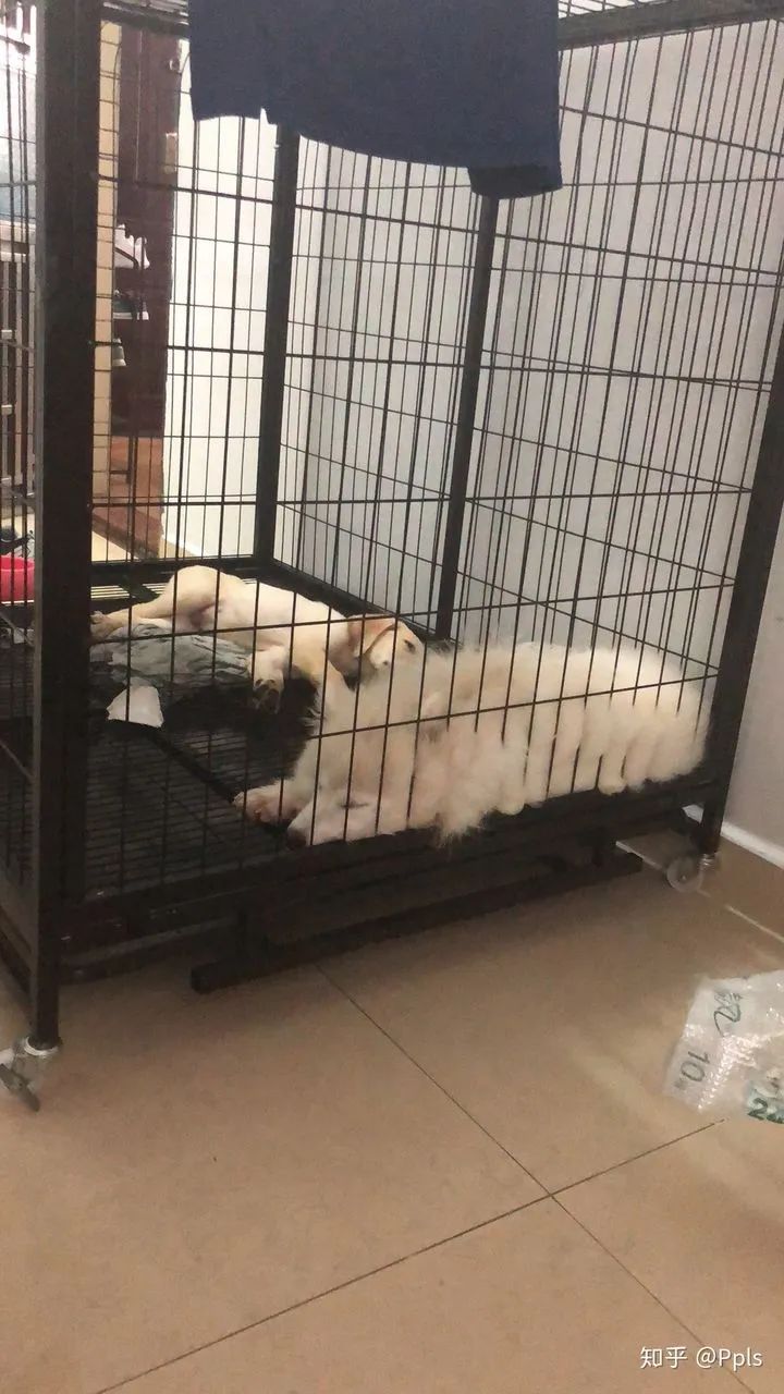 你们家狗子是怎么样的,你家狗子有什么特征呢