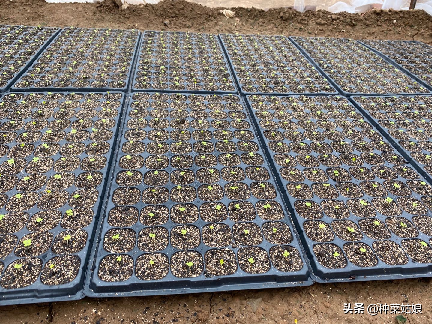 白菜育苗不徒长,白菜发芽徒长怎么补救