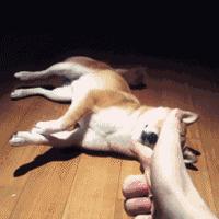 螨虫皮肤病狗狗怎么治疗,狗狗常见螨虫皮肤病用什么药