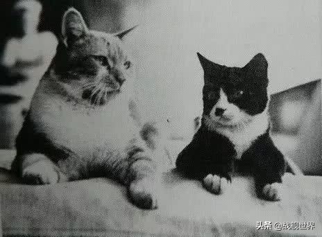 撸猫一时爽,撸错就很惨,盘点这些战舰上的玄学舰猫,你了解多少