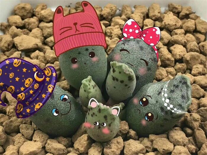 水泡多肉大全,水泡多肉叶片发焉