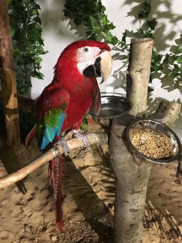 鹦鹉喂颗粒饲料好还是谷物好,鹦鹉高能粮跟日常粮的区别