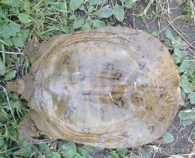 河南适合养殖哪种甲鱼,适合养殖的甲鱼品种