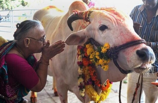 印度不吃牛为什么还出口牛肉,印度吃牛与不吃牛