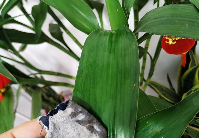 富贵竹黄叶了怎么补救,富贵竹黄叶怎么补救最佳方法