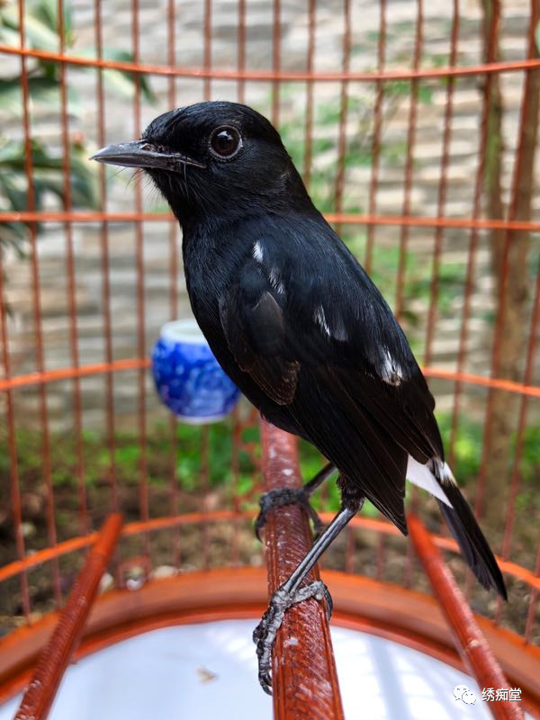 怎样和鸟交流沟通,与鸟沟通的话