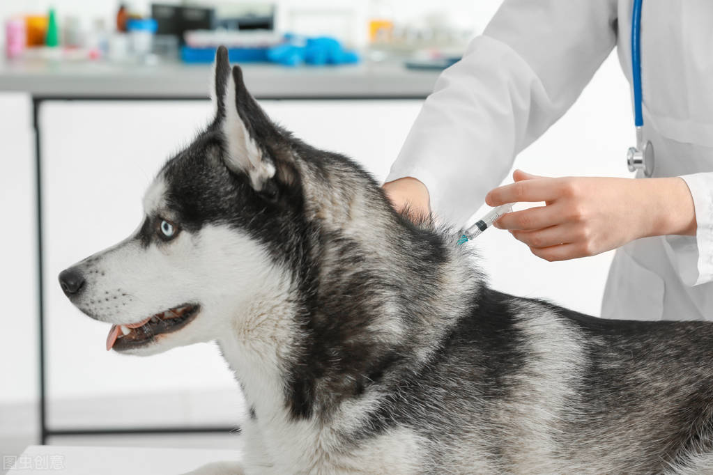 国际航空托运宠物狗的费用和要求,出国各航空托运宠物标准