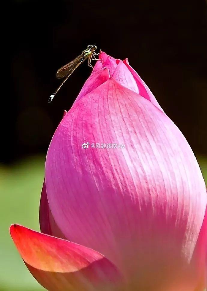 广州有荷花的地方,广州周边的荷花景点推荐