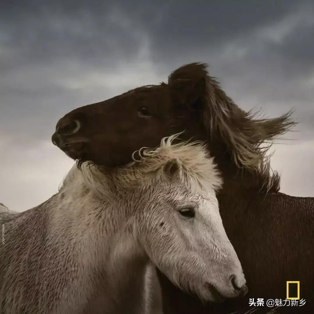 美国国家地理杂志2020摄影作品,美国国家地理杂志摄影展