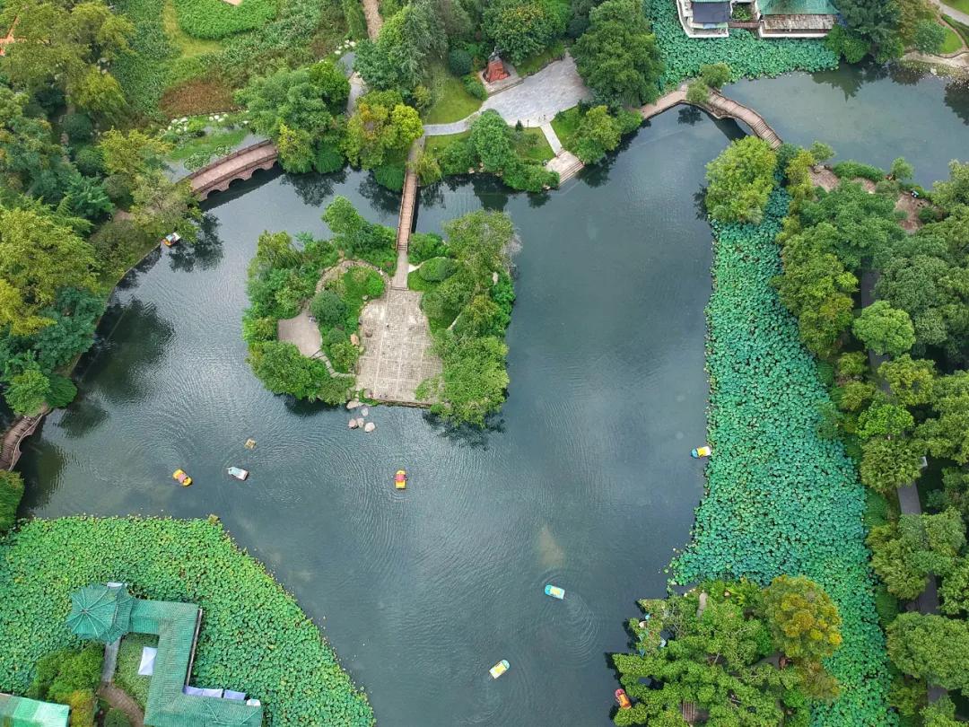 鏍戝眿鐏攨,鏍戝眿鍚冪悆