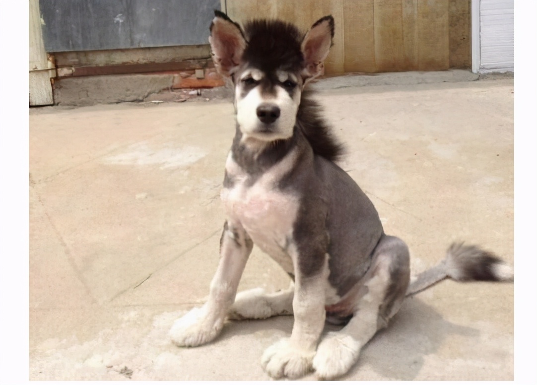 夏天哈士奇怎么降温,夏天如何给哈士奇避暑