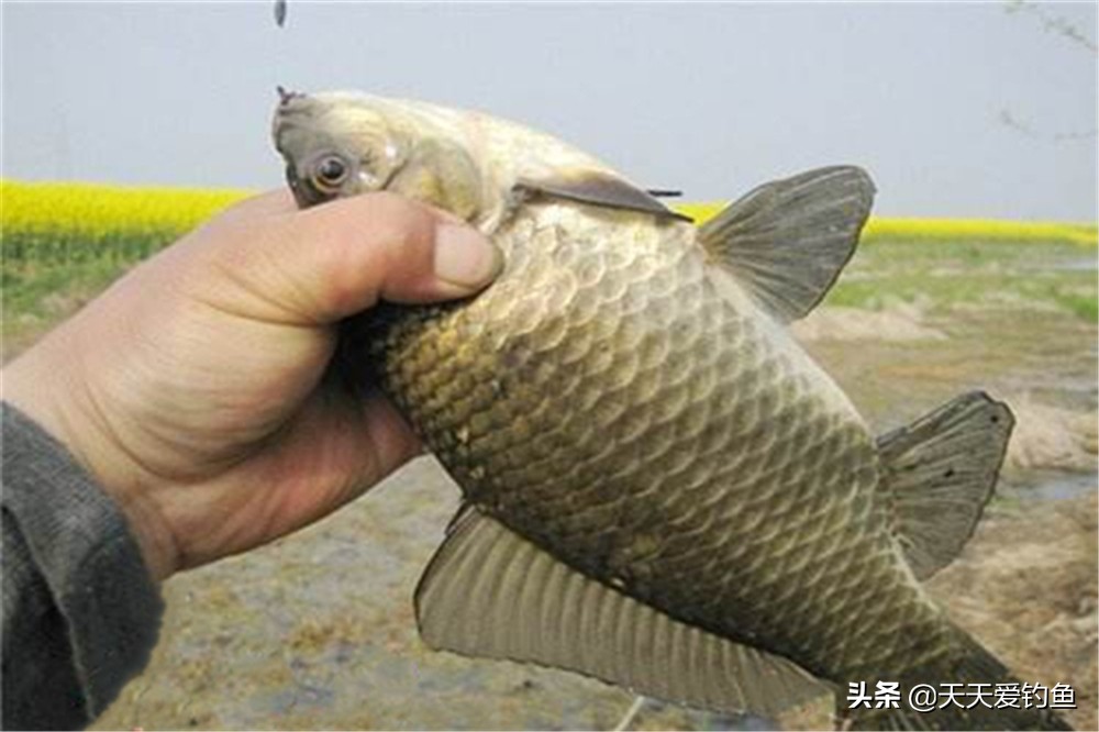 春钓鲫鱼如何避开小鱼,春天钓大鲫鱼方法与技巧