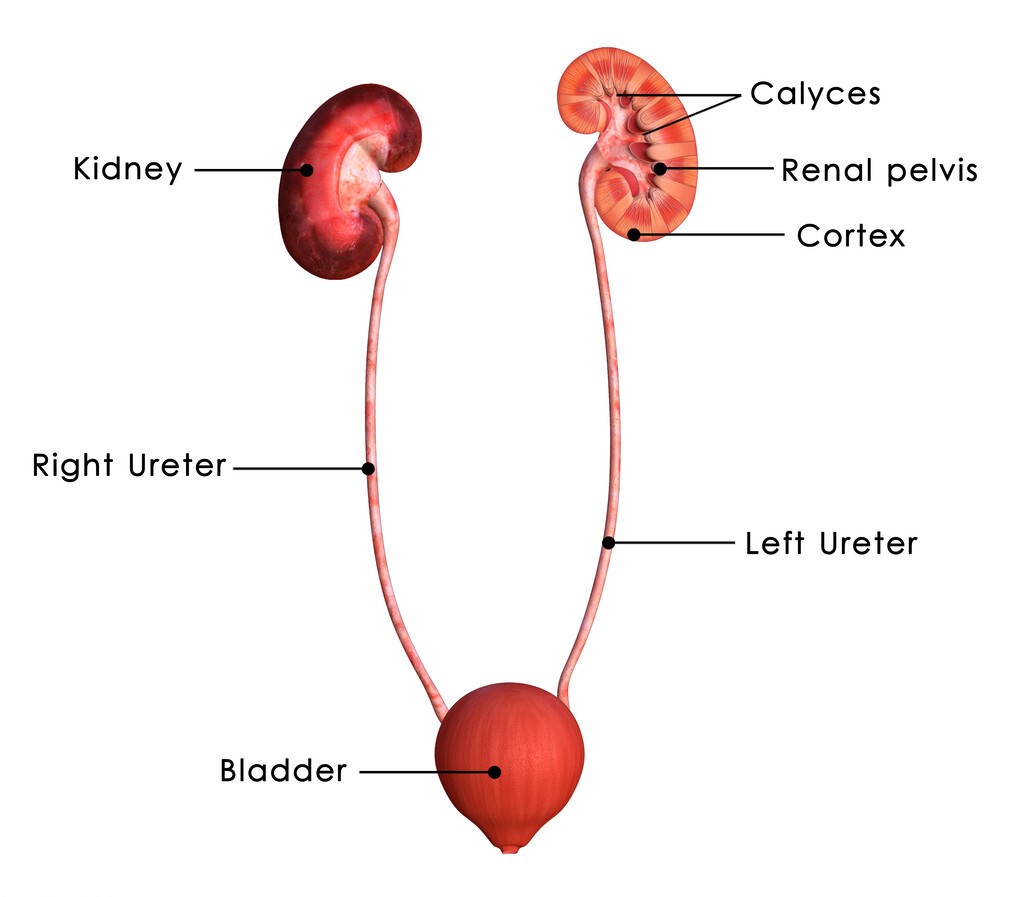 喝水5分钟就尿尿是怎么回事,喝水四十分钟就尿