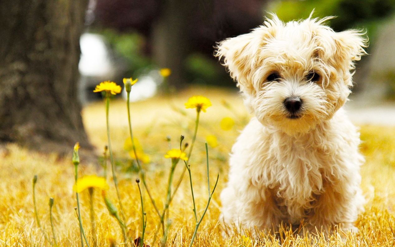 狗狗缺钙有哪些表现怎样补钙,狗缺钙表现有哪些症状图片