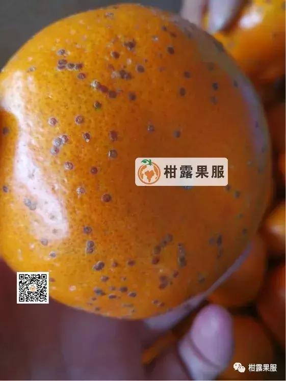 柑橘的常见病虫害和预防方法,柑橘新叶卷曲是什么虫害如何防治