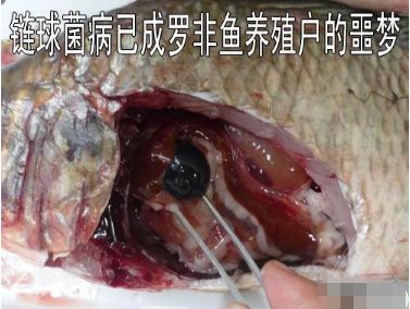 罗非鱼菌病怎么预防,养罗非鱼怎样预防链球菌