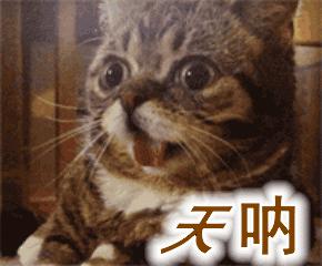 这些猫狗的照片,我也就看了10000多遍!