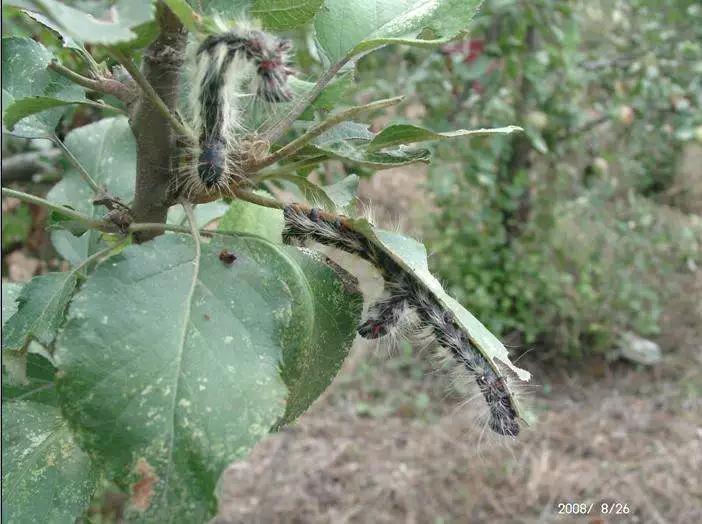 樱桃防治虫害的方法,樱桃虫害防治绝招