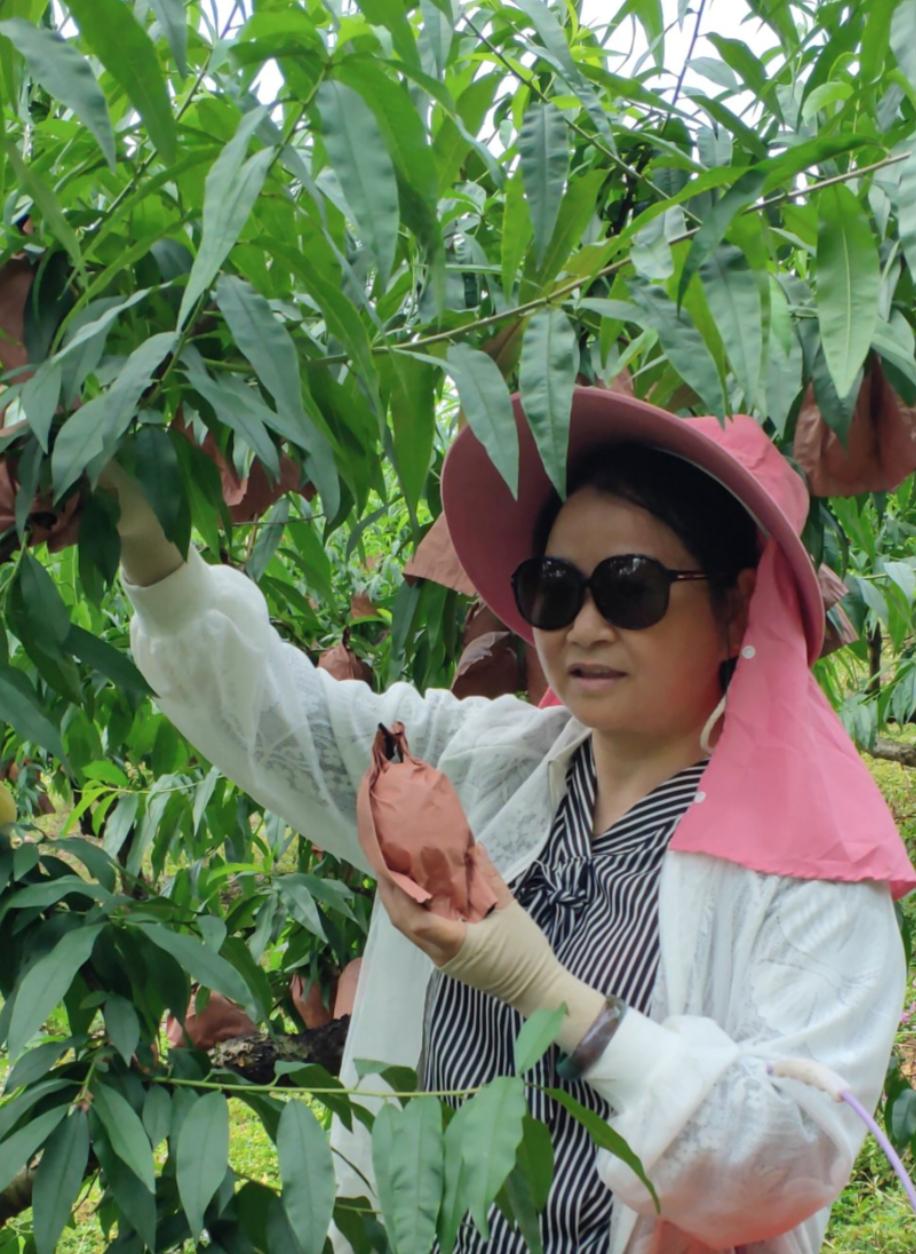 炎陵黄桃的特点,炎陵黄桃的资料