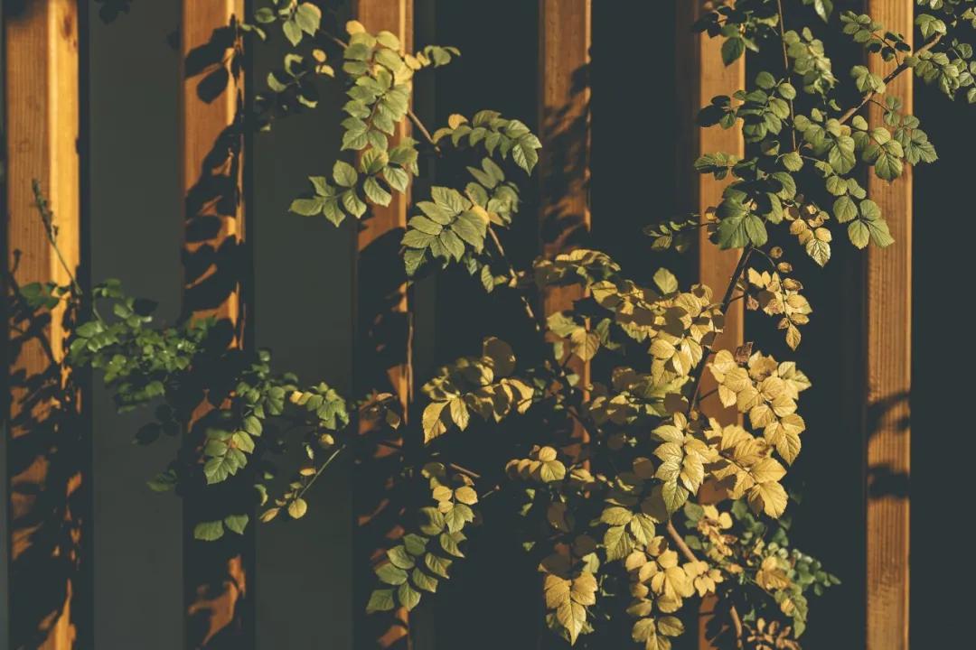 最美的风景美丽的校园,最美的风景就是校园