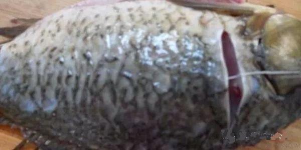 如何去除青鱼石的腥味,鱼有泥腥味怎么去除