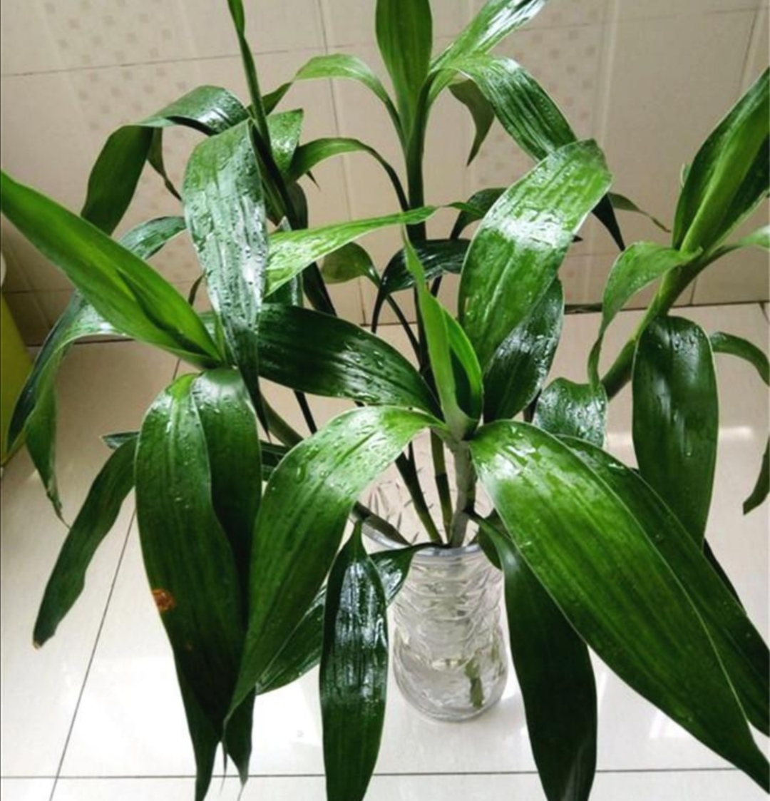 富贵竹不长新叶子怎么办,富贵竹怎么养才能快速长出来