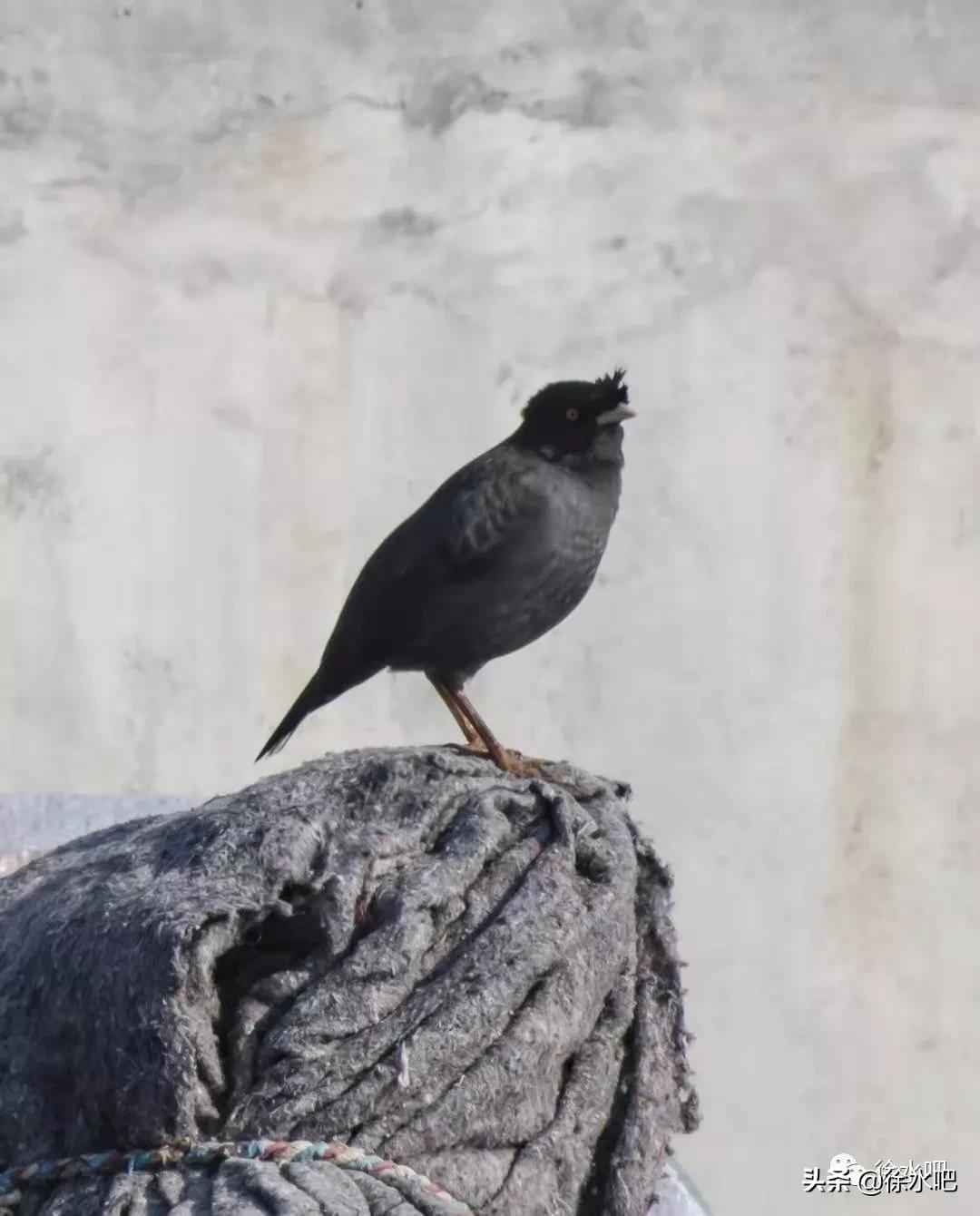 「徐水映像」换个角度看保定徐水,美