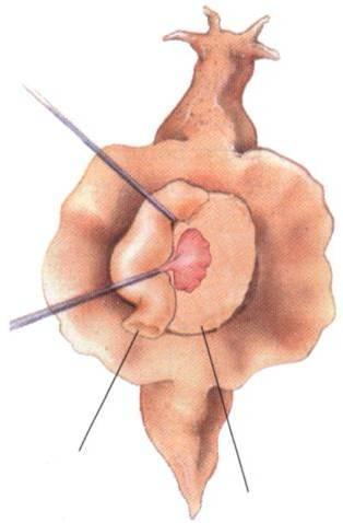 用手工制作海洋生物,用纸做简单的海洋生物