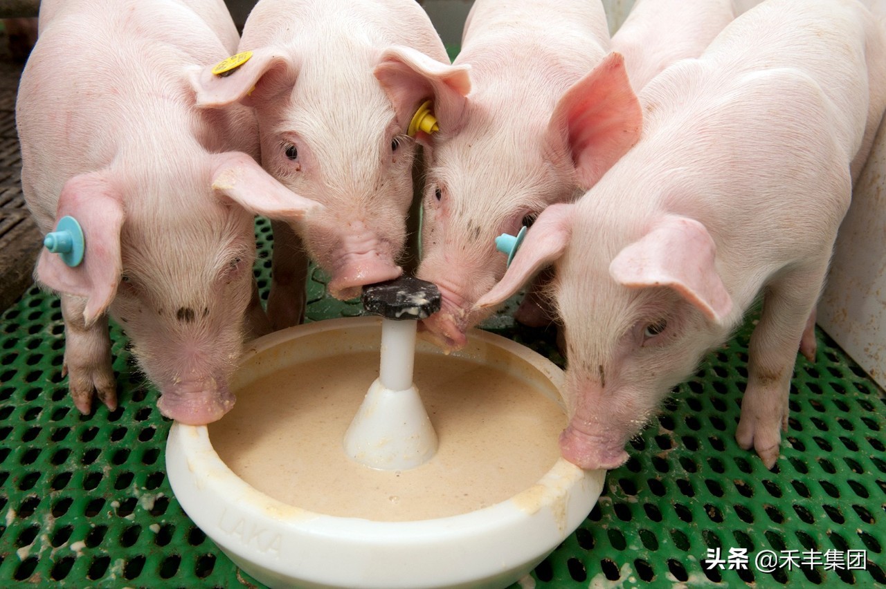 非瘟严峻下如何养猪,非瘟肆虐养殖户复养